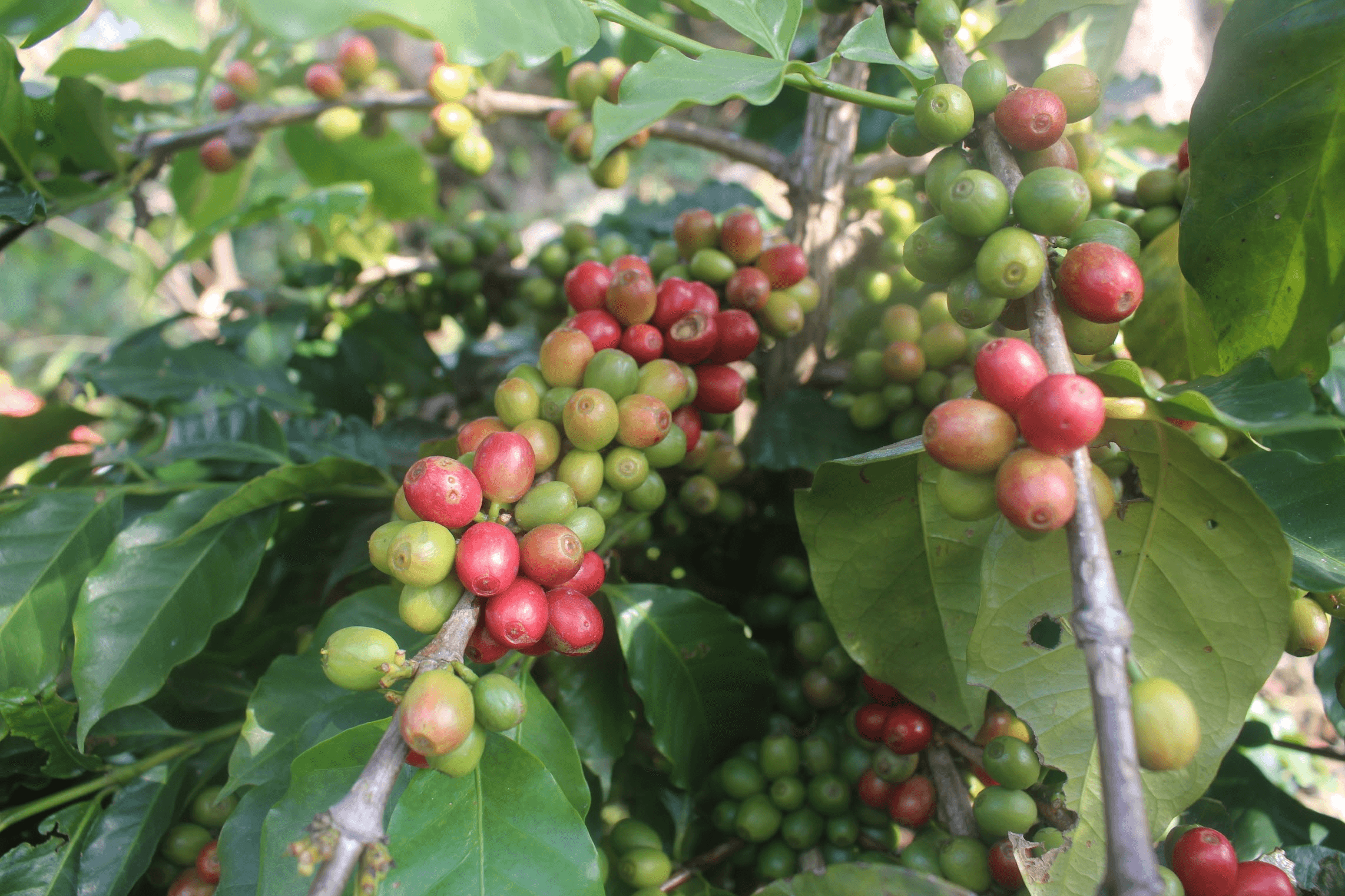 guests reception with welcome drinks