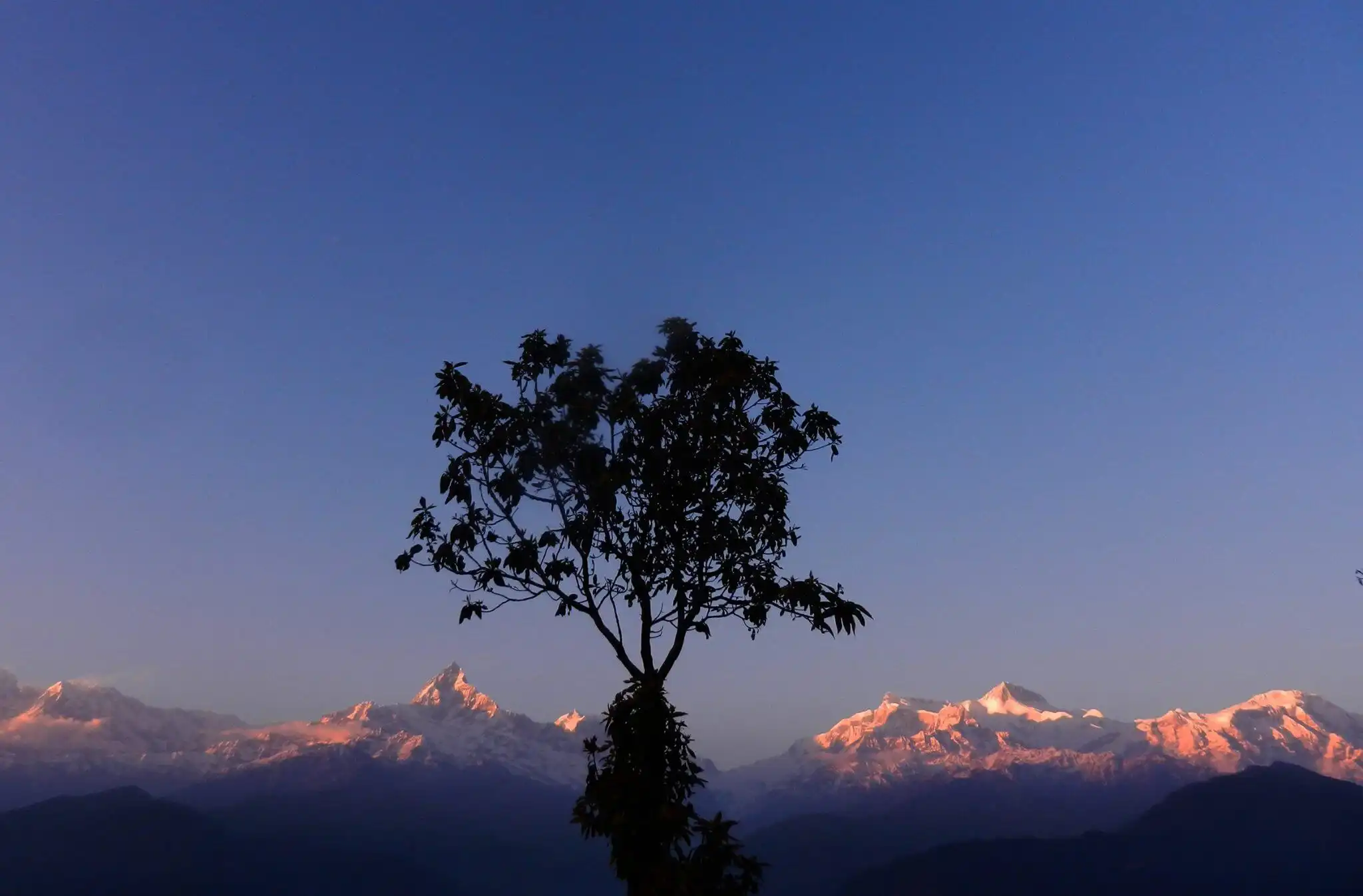 Sunrise on Snow capped Himalayas seen past a tree in the middle of the photo